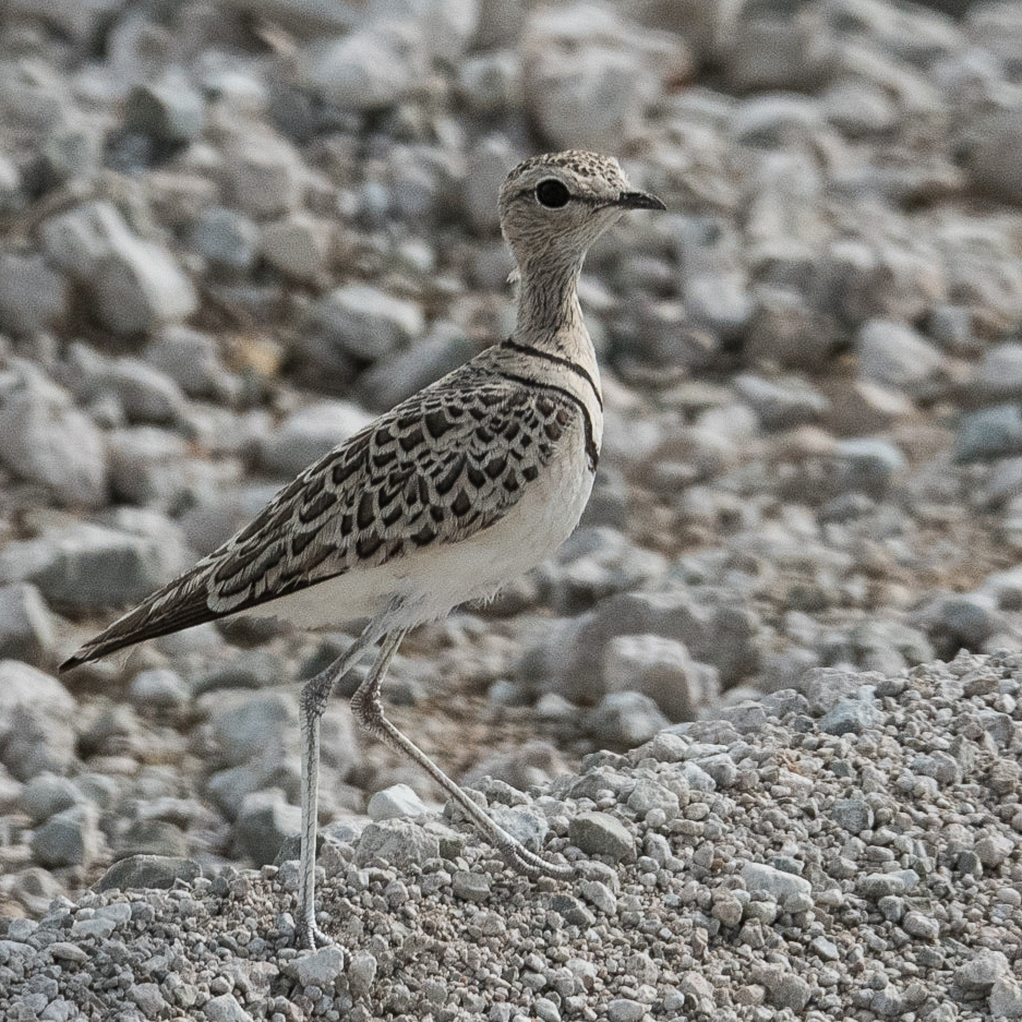 Courvite à double collier adulte      
(Double-banded courser, Rhinoptilus africanus), Namutoni, Parc National d'Etosha, Namibie.